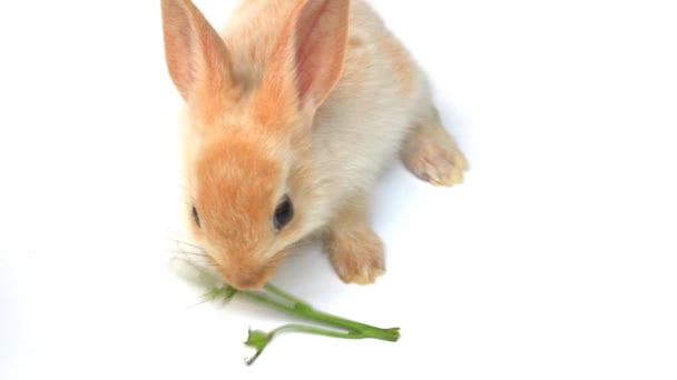 Pequeño conejo sobre un fondo blanco saltando alrededor — Vídeos de Stock