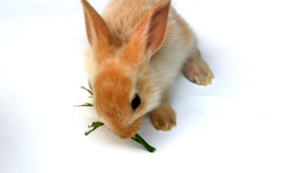 Pequeño conejo sobre un fondo blanco saltando alrededor — Vídeos de Stock