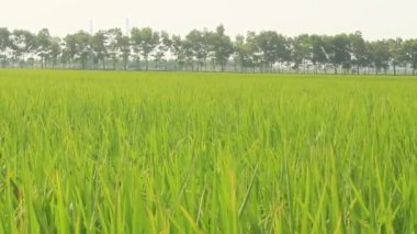 Rüzgarda sallanan pirinç alan peyzaj