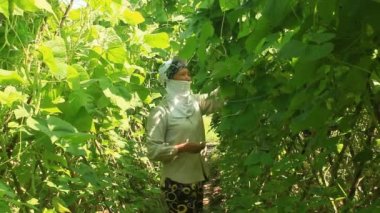 Haiduong, Vietnam, 14 Nisan 2015, kadın bahçede bezelye tespit