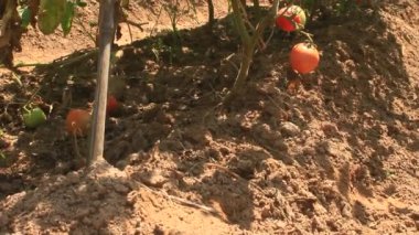 Kırmızı ripe domates Bahçe