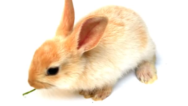 Petit lapin sur fond blanc sautillant — Video