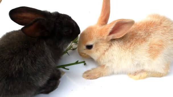 Pequeño conejo sobre un fondo blanco saltando alrededor — Vídeos de Stock