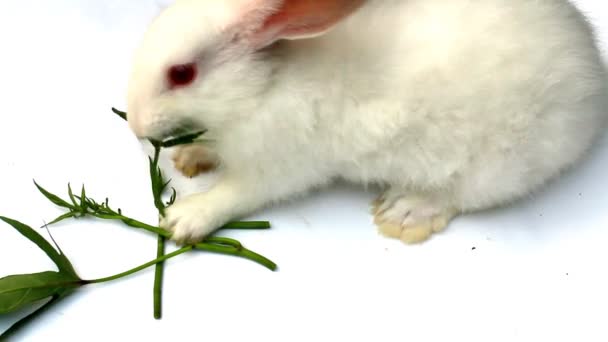 Kleines Kaninchen auf weißem Hintergrund hüpft herum — Stockvideo
