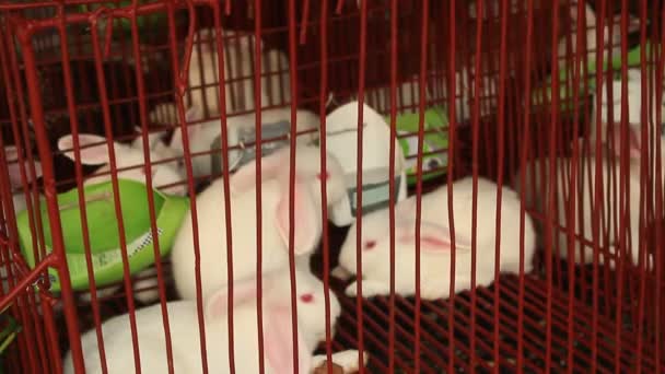 Rabbits in cage — Stock Video