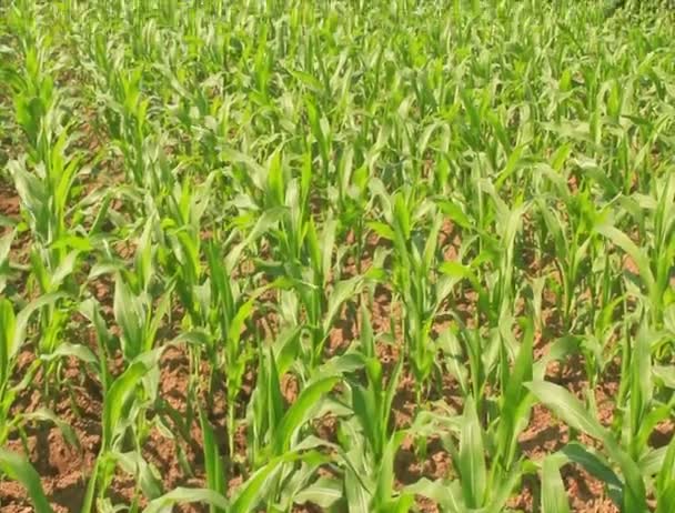 Campo de maíz en el viento — Vídeo de stock
