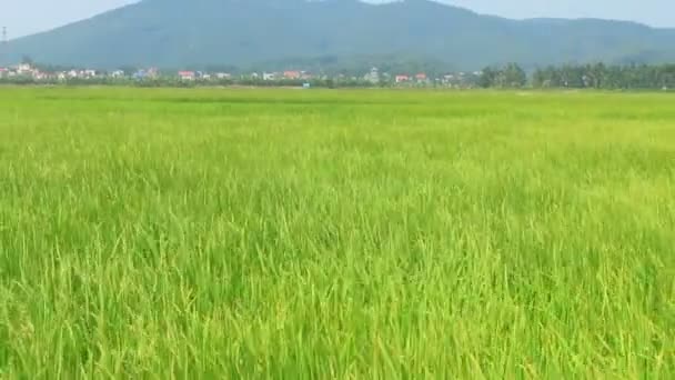 Rüzgarda sallanan pirinç alan peyzaj — Stok video