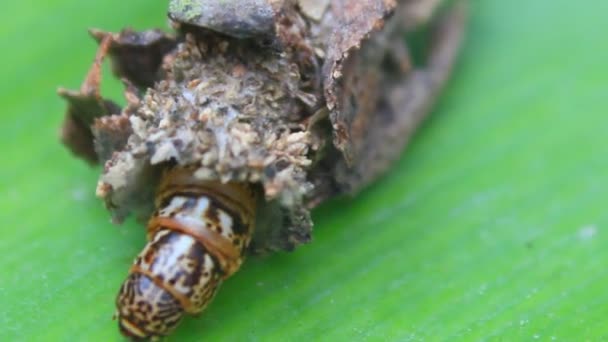 Brown caterpillar — Stock Video