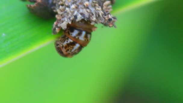 Bruin caterpillar — Stockvideo