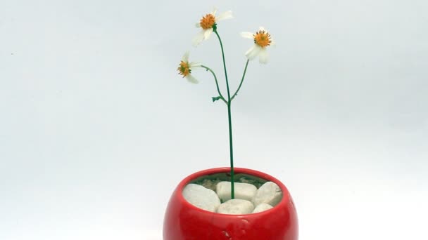 白い花と赤い植木鉢 — ストック動画