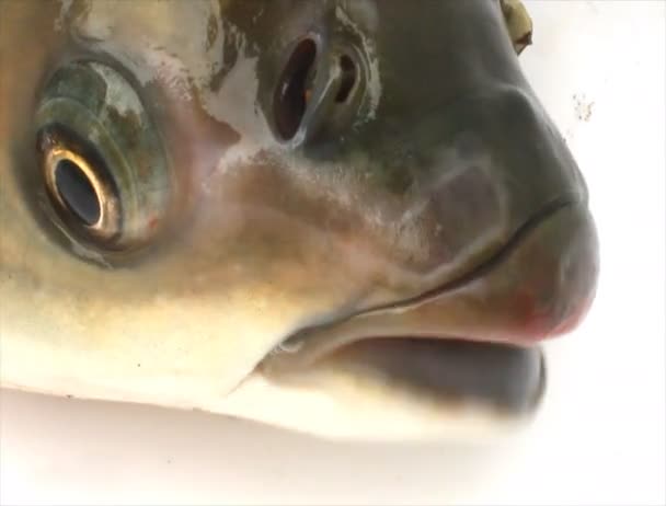 魚の眼 — ストック動画