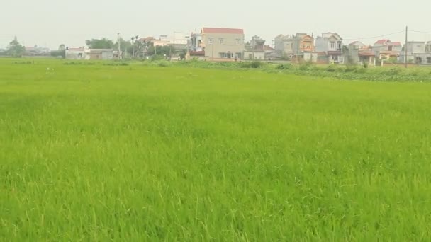 바람에 흔들리는 쌀 필드의 풍경 — 비디오