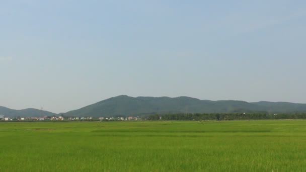 景观的稻田在风中摇曳 — 图库视频影像