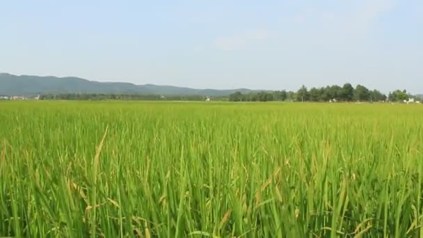Landschaft aus Reisfeldern schwankt im Wind — Stockvideo