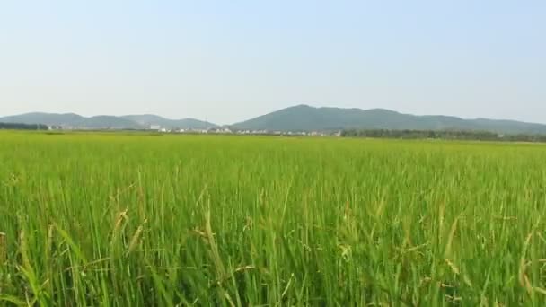 Rüzgarda sallanan pirinç alan peyzaj — Stok video