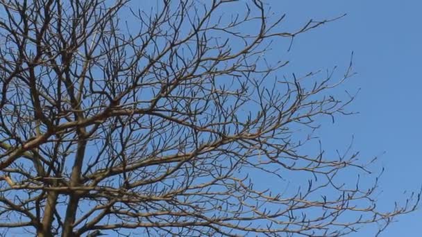 干的枝和天空 — 图库视频影像