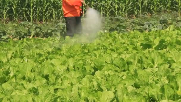 Haiduong, Vietnam, April, 14, 2015, Man watering carrot fields — Stock Video