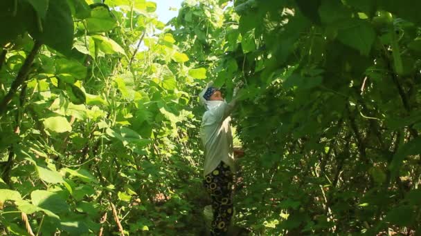 Haiduong, Vietnam, April, 14, 2015, woman picking peas in the garden — Stock Video