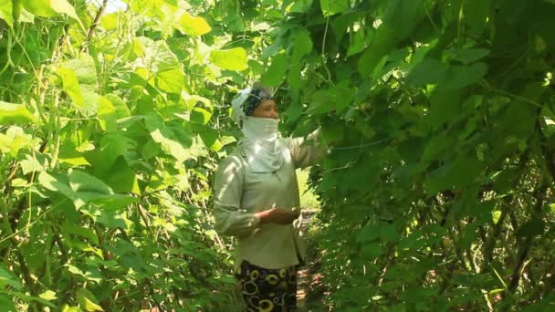 Haiduong, Vietnam, duben, 14, 2015, Žena výdeje hrášek v zahradě — Stock video