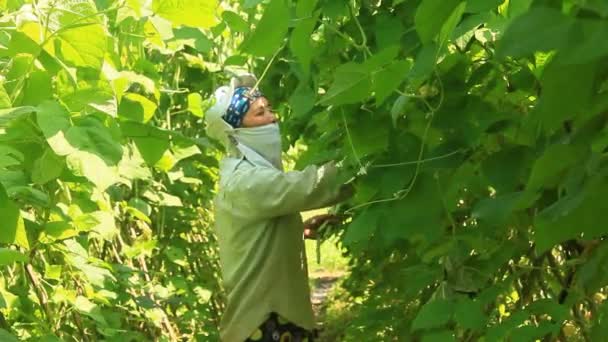 Haiduong, Vietnam, April, 14, 2015, vrouw plukken erwten in de tuin — Stockvideo