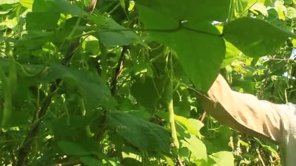 Haiduong, Vietnam, 14 de abril de 2015, mujer recogiendo guisantes en el jardín — Vídeos de Stock