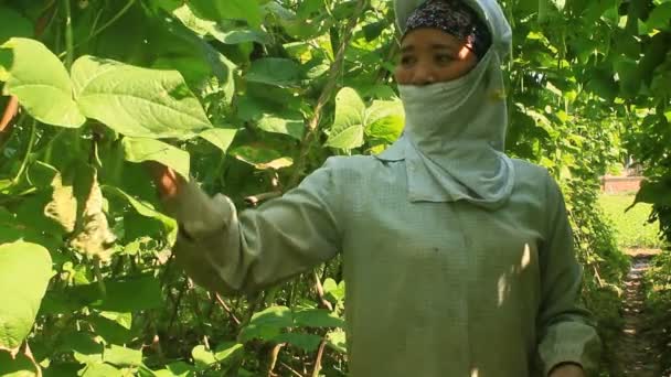 Haiduong, Vietnam, April, 14, 2015, vrouw plukken erwten in de tuin — Stockvideo