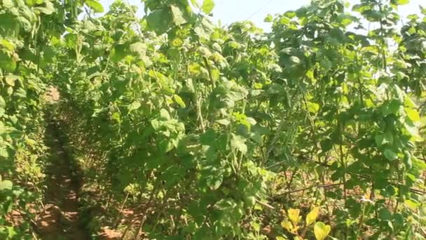 Guisantes en el jardín — Vídeos de Stock