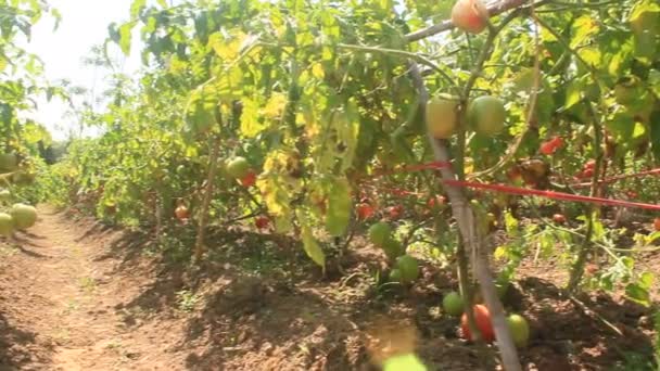 Red ripe tomato garden — Stock Video