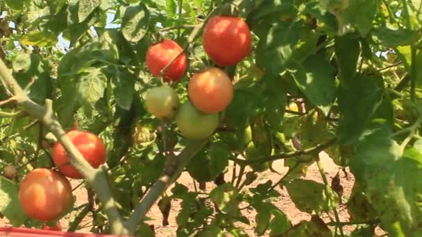 Giardino di pomodori maturi rossi — Video Stock