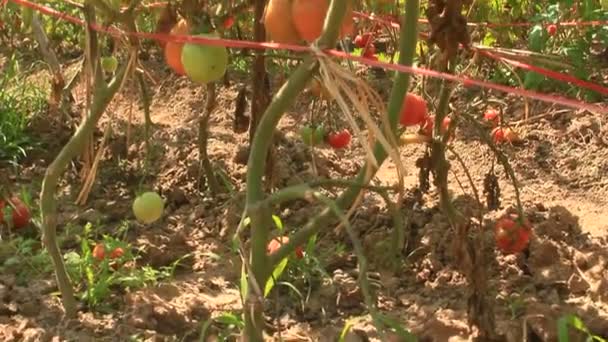 Jardín de tomate maduro rojo — Vídeo de stock