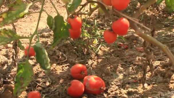 Jardín de tomate maduro rojo — Vídeo de stock