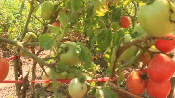 Червоний стиглий томатний сад — стокове відео