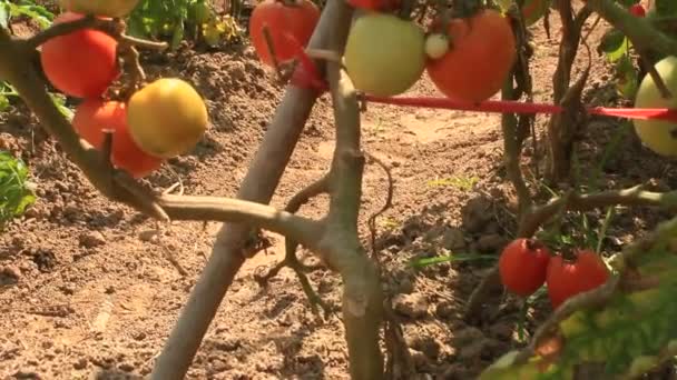 Vermelho jardim de tomate maduro — Vídeo de Stock