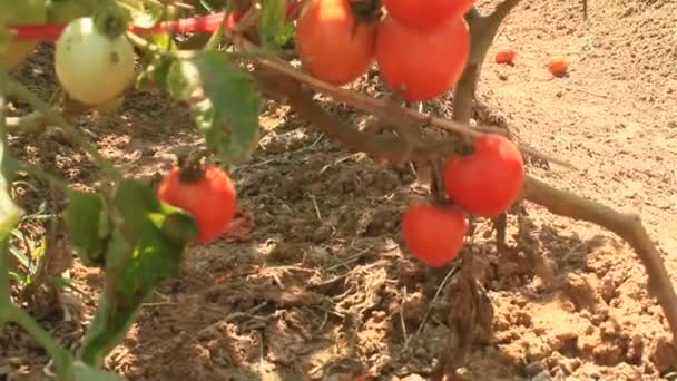 Rode rijpe tomaat tuin — Stockvideo