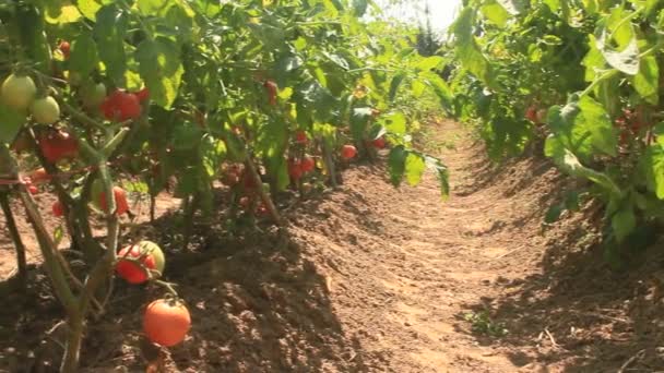 Vermelho jardim de tomate maduro — Vídeo de Stock