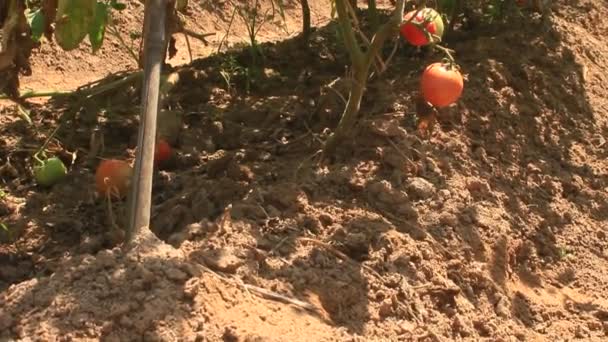 Jardín de tomate maduro rojo — Vídeo de stock