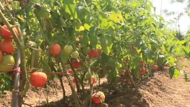 Jardín de tomate maduro rojo — Vídeos de Stock