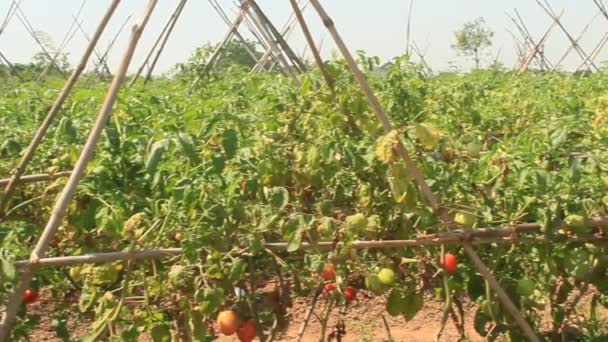 Red ripe tomato garden — Stock Video