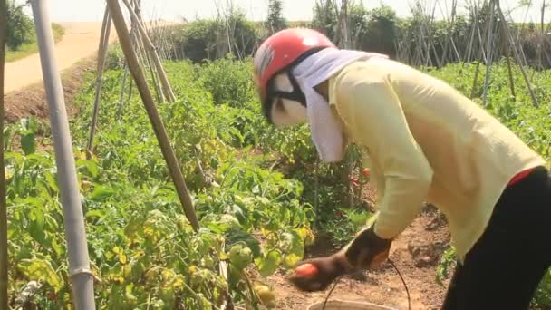 Haiduong, Vietnam, April, 14, 2015, landbouwer plukken rijpe tomaat in moestuin — Stockvideo