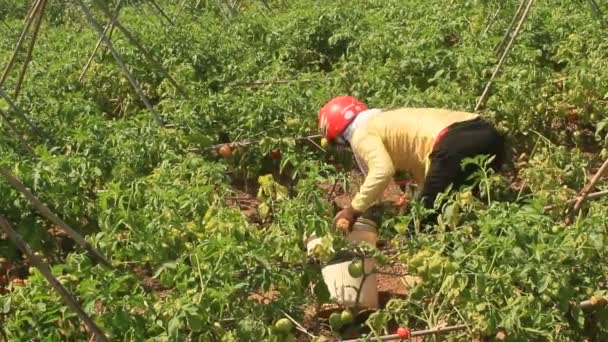 Haiduong, Vietnam, 14 aprile 2015, contadino che raccoglie pomodori maturi nell'orto — Video Stock