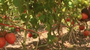 Çiftçi el Ripe domates sebze bahçesinde toplama