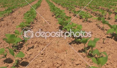 Rüzgar fıstık alanında