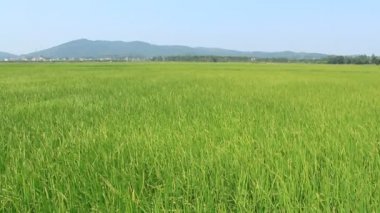 Rüzgarda sallanan pirinç alan peyzaj