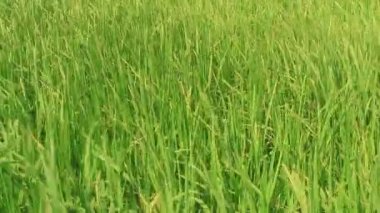 Rüzgarda sallanan pirinç alan peyzaj