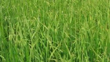 Rüzgarda sallanan pirinç alan peyzaj