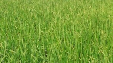 Rüzgarda sallanan pirinç alan peyzaj