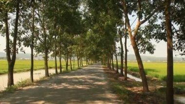 güzel yeşil ağaç yol