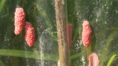 salyangoz yumurta plastik üzerinde