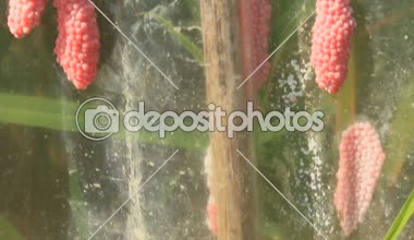 salyangoz yumurta plastik üzerinde