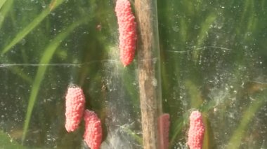 salyangoz yumurta plastik üzerinde